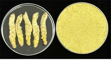 홍잠 원물과 분말. 농촌진흥청 제공