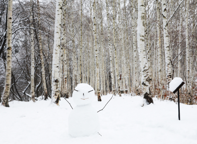 경북 영양군 수비면 죽파리에 있는 지역의 대표 관광지 영양 자작나무숲의 겨울 모습. 영양군 제공