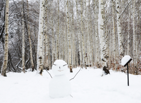 영양군, 국립 영양 자작누리 치유의 숲 유치 확정… 75억 전액 국비로 2026년 시작
