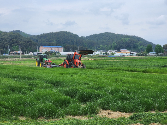 울진 특구는 인근 축산단지 가축분을 퇴비로 겨울에 조사료를 재배하고 또다시 가축 조사료로 공급하는 경축순환농업을 하고 있다. 사진은 5월 중순 조사료 1차 수확 모습. 경북농업기술원 제공