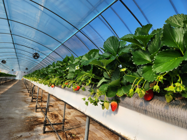 동절기 농특산물인 