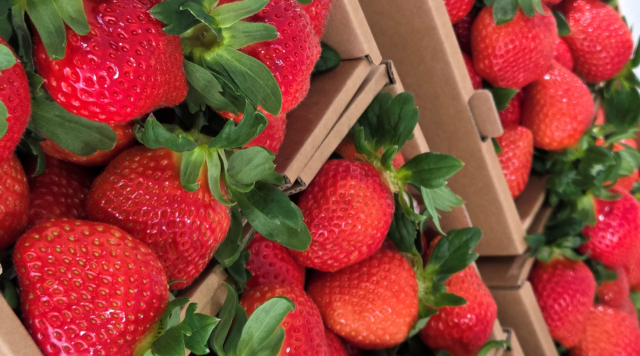 동절기 농특산물인 