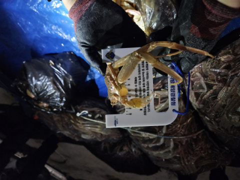 불법 포획 '어린 대게' 배 그물에 숨겨 입항한 70대 선장 적발