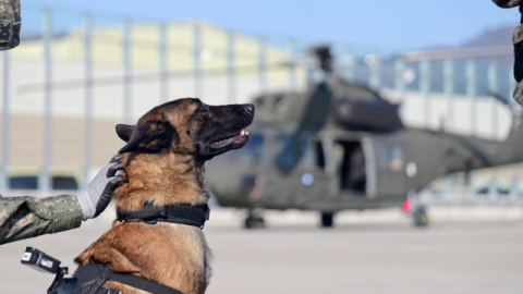 [TV] 특별한 전우애 육군 군견병 훈련소 도전 