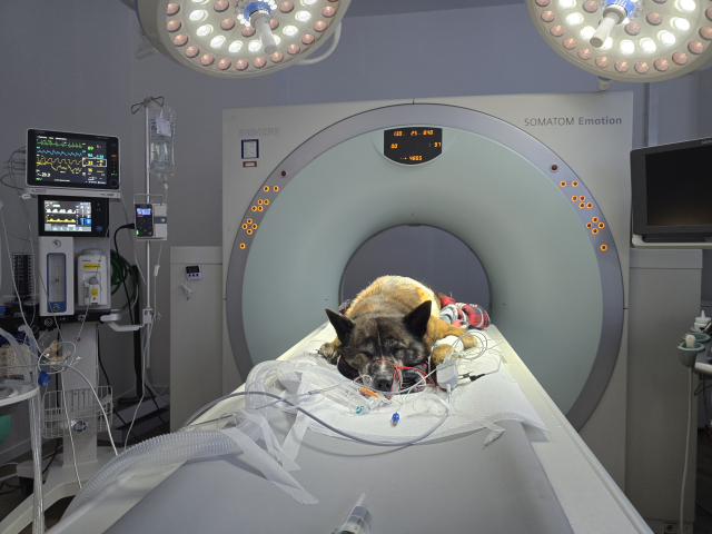 걸음걸이가 불편하다며 내원한 뚱이의 병명은 심각한 경추 디스크 질환이었다. MRI 검사 결과 경추 부위 척수 신경이 80% 이상 압박되어 있는 심각한 상황으로 수술이 시급한 상태였다, 다행히 수술을 잘 마쳤지만 한달 이상 충분한 안정이 필요하다.