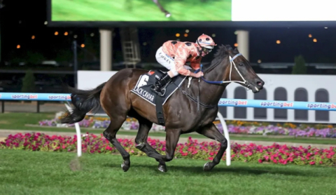 [박순석의 동물병원 24시] 전설의 명마부터 우리집 개르신까지 '동물재활의 기적'