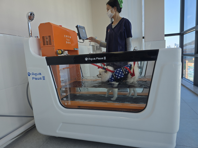 수중 트레드밀 (Aquatic Treadmill)은 물의 부력을 이용해 관절의 부담을 줄이면서 근력을 강화하는 재활치료 과정이다. 디스크 질환(IVDD) , 슬개골 수술 후 회복기, 근육 회복, 노령견의 퇴행성 관절질환 회복에 매우 효과적이다.