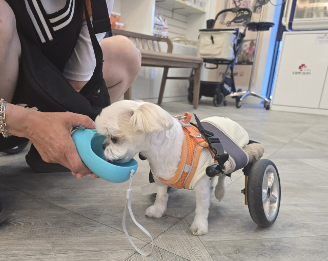 반려동물의 재활치료의 목적은 단순히 삶을 연장시키기 보다는 삶의 질을 건강하고 행복하게 만드는데 있다.