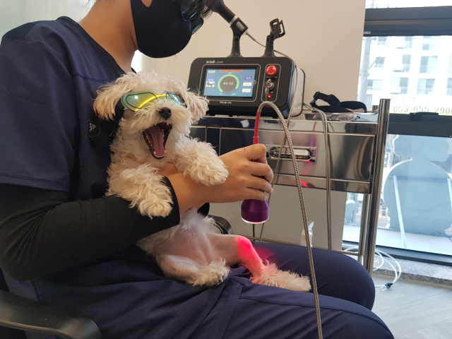 레이저치료는 질환 부위의 염증을 감소시키고 통증을 완화할 수 있다. 조직 재생을 촉진함과 아울러 피부 면역 활성화 등의 치료 효과를 유도한다.