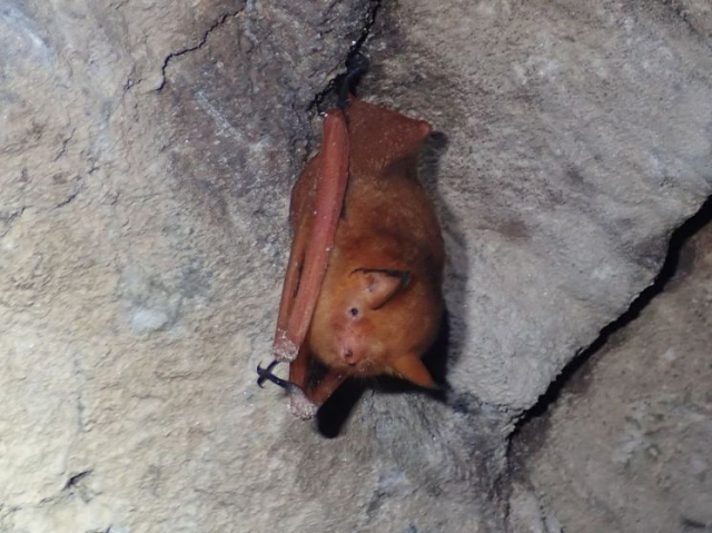 붉은 박쥐. 대구환경청 제공