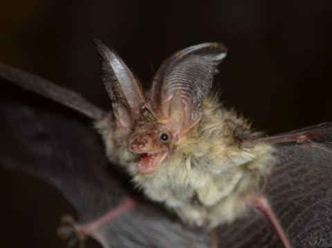 울진 왕피천, 멸종위기 '붉은박쥐·토끼박쥐' 서식 첫 확인