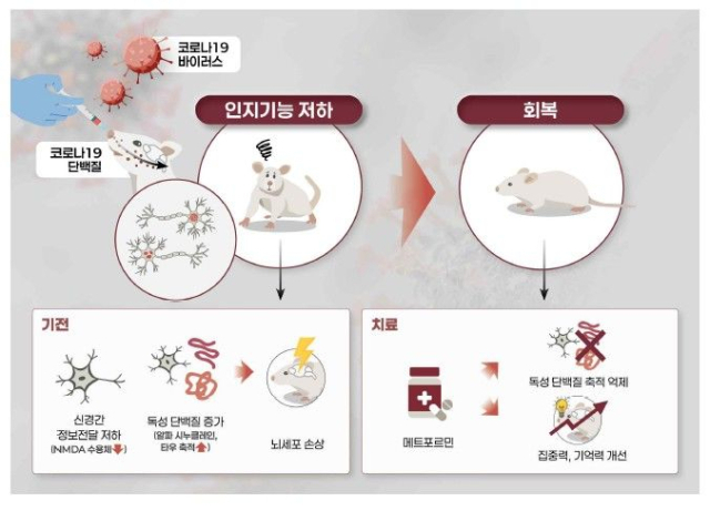 코로나19 감염 후 나타나는 인지장애와 관련한 국립보건연구원의 연구 내용. 질병관리청 제공