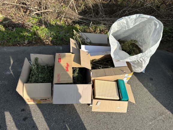 산속 '대마 비닐하우스' 차린 일당…