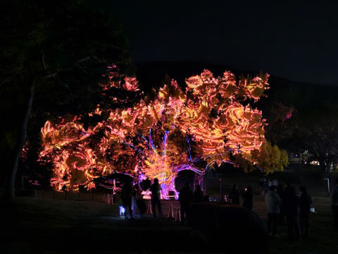 대구 달성군 도동서원 미디어파사드 10차례 총 1만3천여명 모여 큰 인기몰이