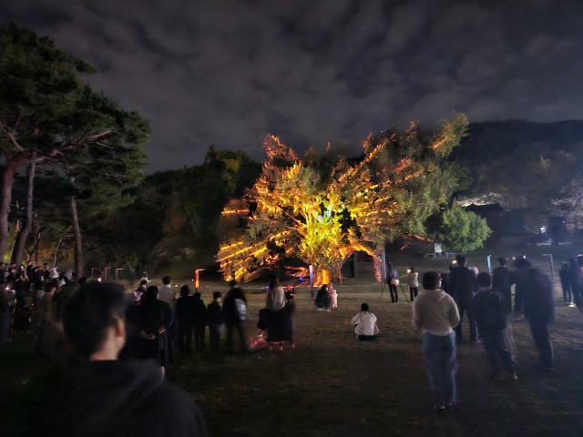 대구 달성군이 올해 처음으로 공개한 도동서원 은행나무를 활용한 미디어파사드 모습. 한달간 10차례 공연에 총 1만3천여명의 시민이 모이는 등 큰 인기를 끌었다. 달성군 제공.