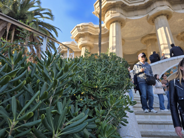 스페인 건축가 가우다가 설계한 바르셀로나 구엘공원에 돈나무가 계단 경계의 생울타리로 식재돼 있다.