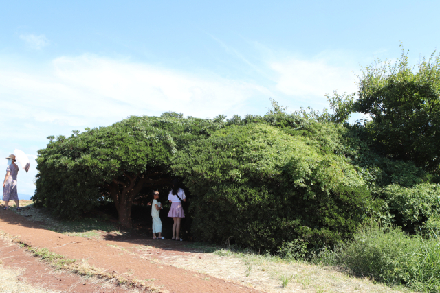 제주도 도두봉 정상의 돈나무 군락은 수십 그루 나무가 작은 터널을 이루는데 어두침침한 그늘에서 밖으로 바라보면 입구 쪽의 실루엣이 키세스 초콜릿을 닮아 젊은이들 사이에 인기다.