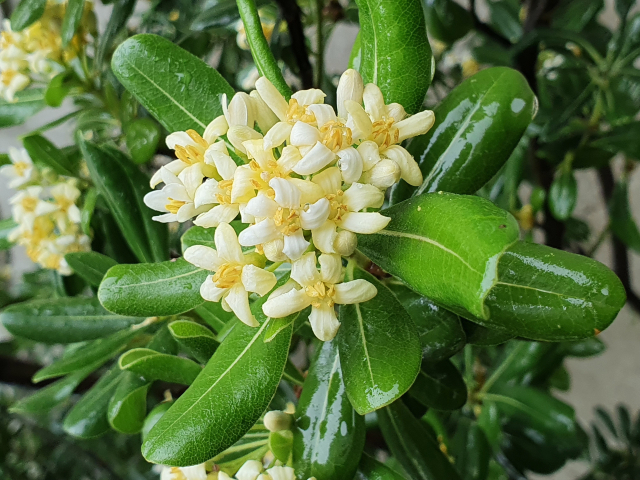 [이종민의 나무오디세이] 돈나무의 돈은 돈[money]이 아닙니다