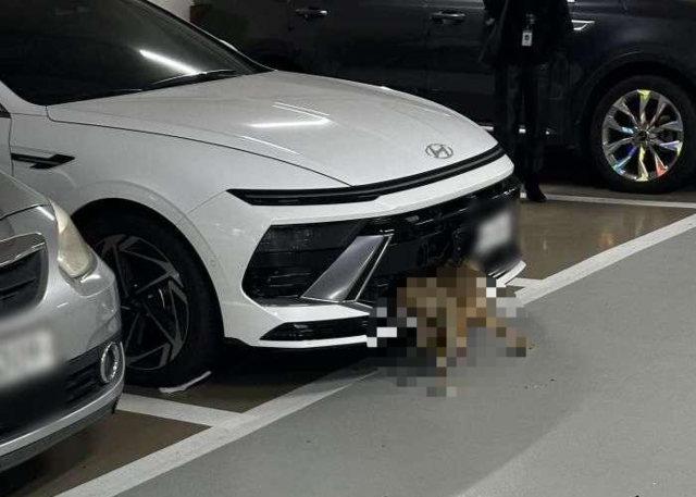 온라인 커뮤니티 캡처.