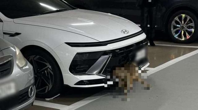 고라니 부딪혔는데?…사체 끼인 채로 주차장까지