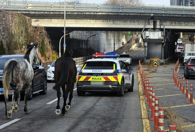 마구간 탈출한 말들. 연합뉴스
