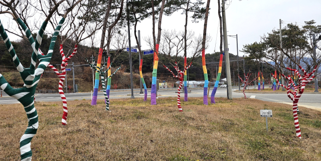 경북 도청대로 가로수가 알록달록 옷으로 갈아입고 겨울채비를 끝냈다. 엄재진 기자