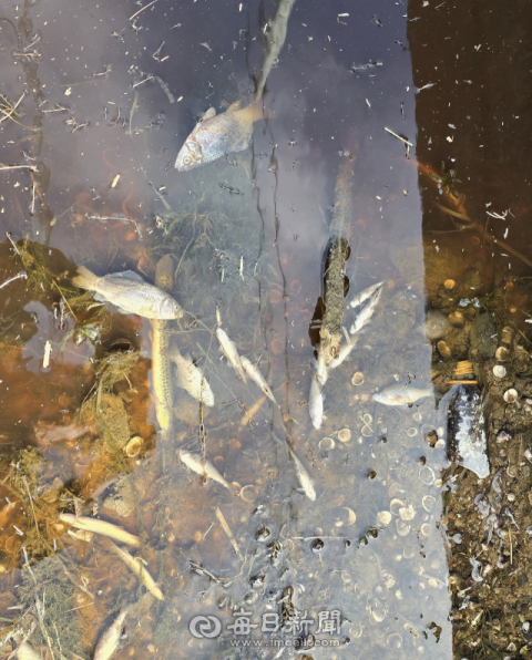 영천시 금호읍 관정리 농수로 곳곳에서 집단 폐사한 채 발견된 물고기 모습. 독자 제공