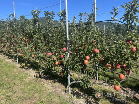 포항시 2년 연속 '스마트 과수원 특화단지' 선정