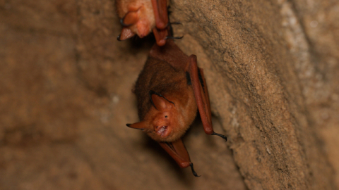 인간이 떠난 자리의 재자연화 현상 