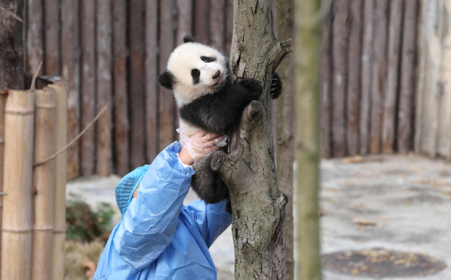 中, 판다외교 중단·군함도 소환 '日 전방위적 압박' 이어져