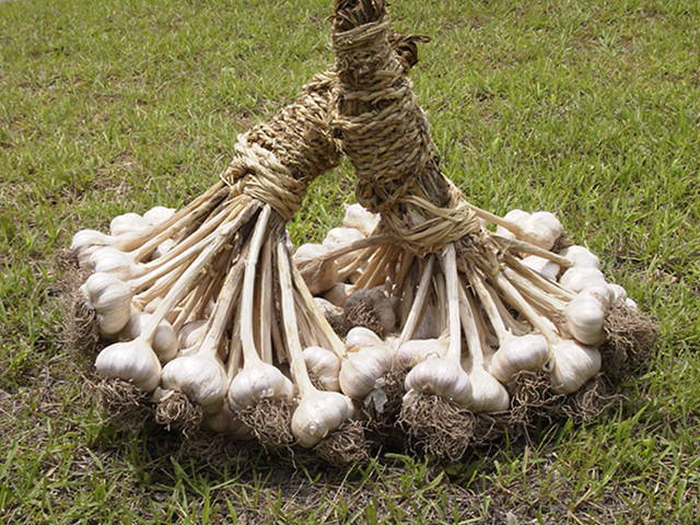 의성마늘