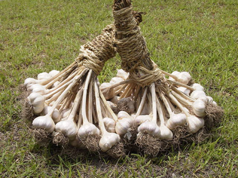 <신년호 기초단체장 경북 지역 판세> 의성