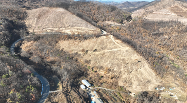 영주국유림관리소가 산불 피해지역에 위험목 제거 작업을 완료했다. 영주국유림관리소 제공