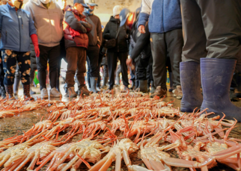 [포토뉴스]울진 대게가 돌아왔다