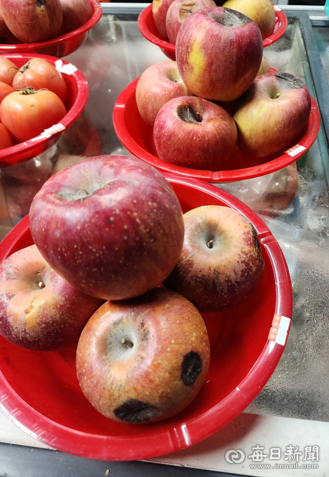 21일 대구 북구 복현동 한 과일가게. 올해 생산된 청송사과 부사품종이 담겨져 있었지만 대부분 검게 썩어있었다. 이 가게는 상품 사과 가격이 비싸 상대적으로 저렴한 흠과를 구매해 개당 1천원에 판매하고 있었다. 전종훈 기자