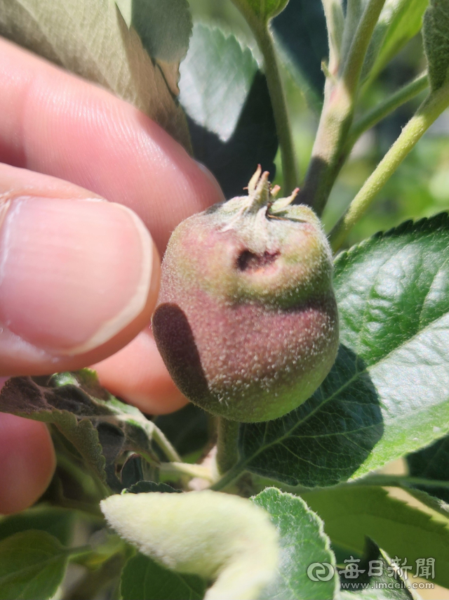 지난 5월 30일에는 청송지역에 지름 1.5㎝ 안팎의 우박이 약 20분간 집중적으로 쏟아져 대부분의 어린 사과 열매가 속이 파이는 등 상처를 입었다. 전종훈 기자