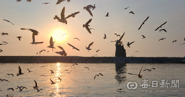 울릉도 저동항 일출. 오징어 활복과정에서 나오는 부산물을 먹기위해 괭이갈매기들이 모여 마치 군무를 춤추는 것 같다. 조준호 기자