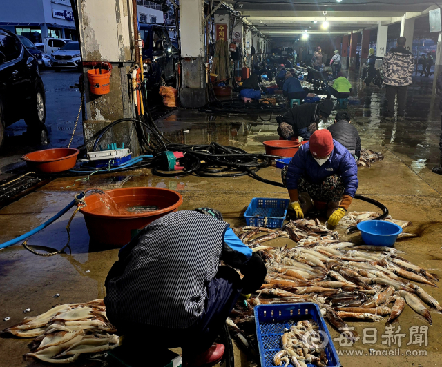 23일 경북 울릉도 저동항 위판장. 이른 아침부터 위판 된 오징어가 활복과정을 거치고 있다. 조준호 기자