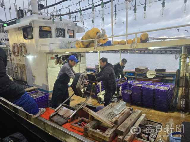 경북 울릉도 근해에서 조업하던 어선이 위판을 위해 오징어를 저동항에 하역하고 있다. 조준호 기자