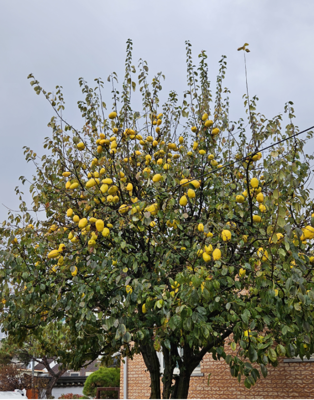 [매일문예광장] 모과나무가 있는 집/ 김용주