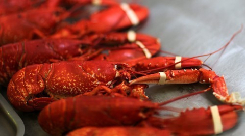 영국서 바닷가재 산 채로 삶으면 불법…일각에선 