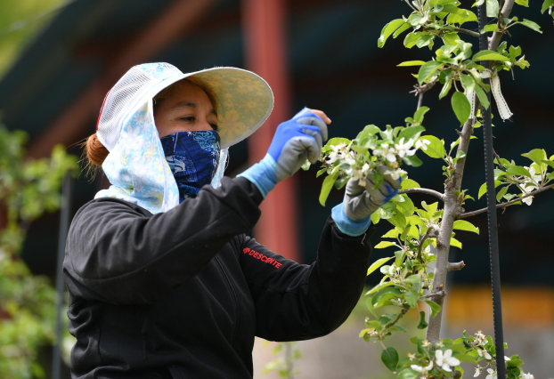 농촌 일손 숨통…경북, 외국인 계절근로자 전국 최다 배정