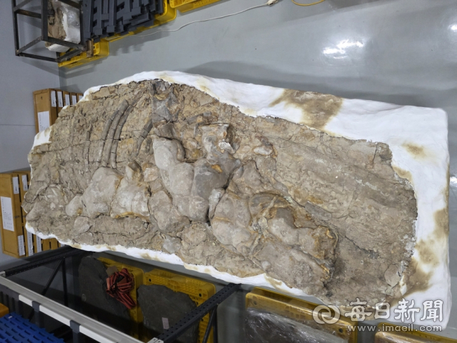 포항 신생대 두호층 고래화석. 포항시 제공