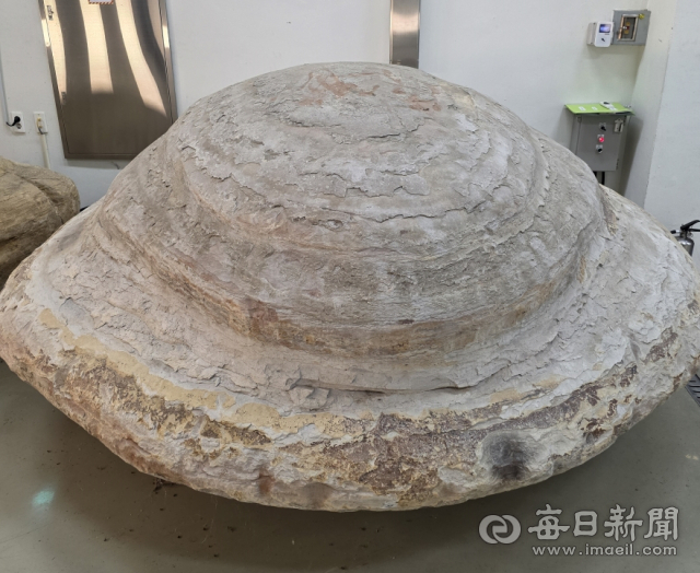 포항 신생대 두호층 결핵체. 포항시 제공