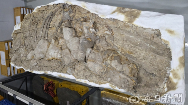 포항 신생대 두호층 고래화석 국가 천연기념물 지정