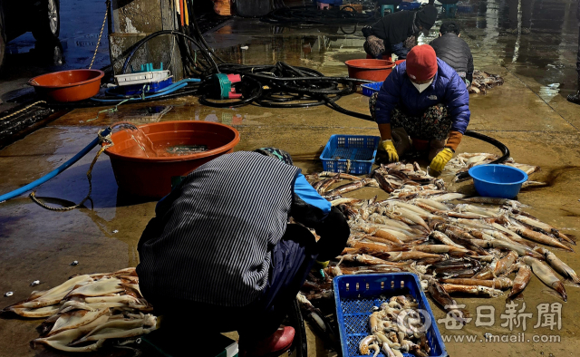 [르포] 흉어 속에 깜짝 '풍어'에 분주한 울릉도 저동항