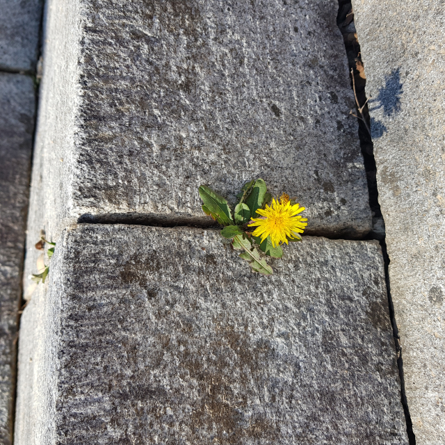 [함께 꿈꾸는 시] 김학조 '틈을 빌릴 수 있다면'