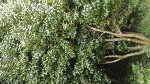 [함께 꿈꾸는 시] 김연화 '압화'