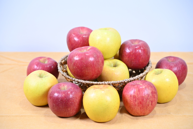 빨간 청송사과 부사 품목과 황금색을 시나노골드 품목. 청송군 제공