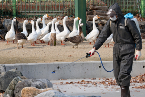 경북 성주 오리농장 고병원성 AI 확진, 설 앞두고 농가 '초 비상'